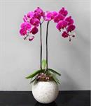 Hoa Lan Tặng Đồng Nghiệp 00011